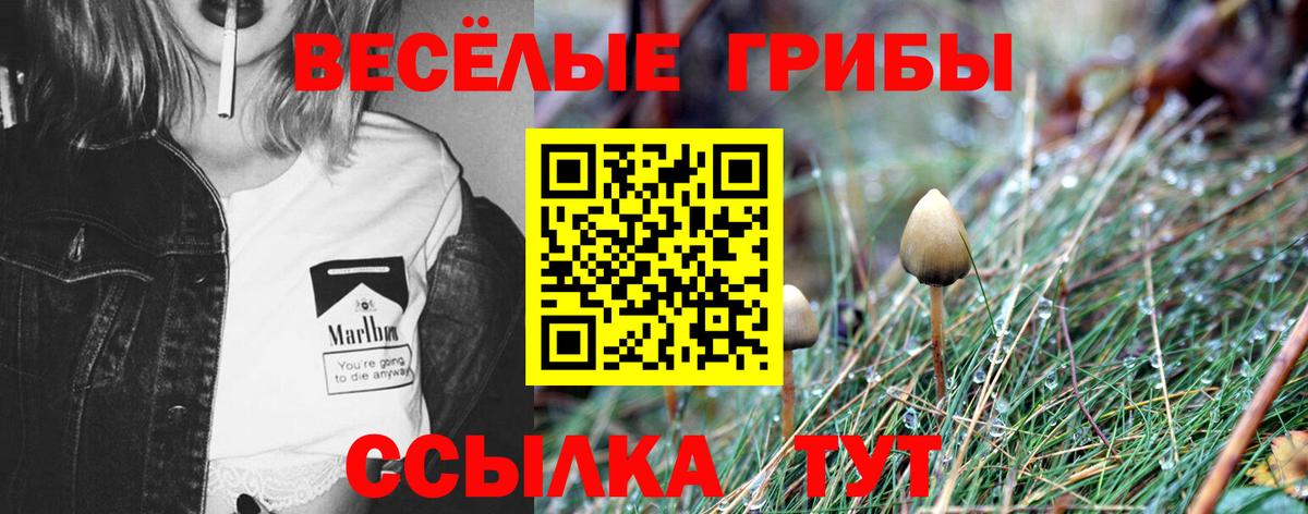 Краснодар  Псилоцибиновые грибы GOLDEN TEACHER  Вход с VPN  хочу   Псилоцибиновые грибы MAGIC MUSHROOMS 